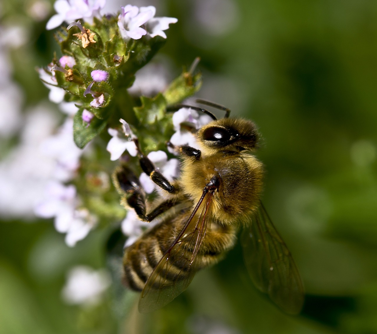 Top 5 Herbal Remedies from Your Garden